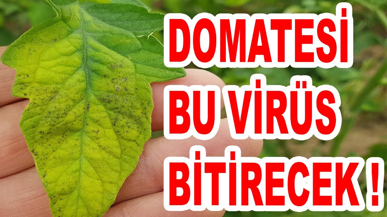 DOMATES KLOROZ VİRÜSÜ       (Tomato chlorosis virus ToCV and Tomato infectious chlorosis virus TICV)