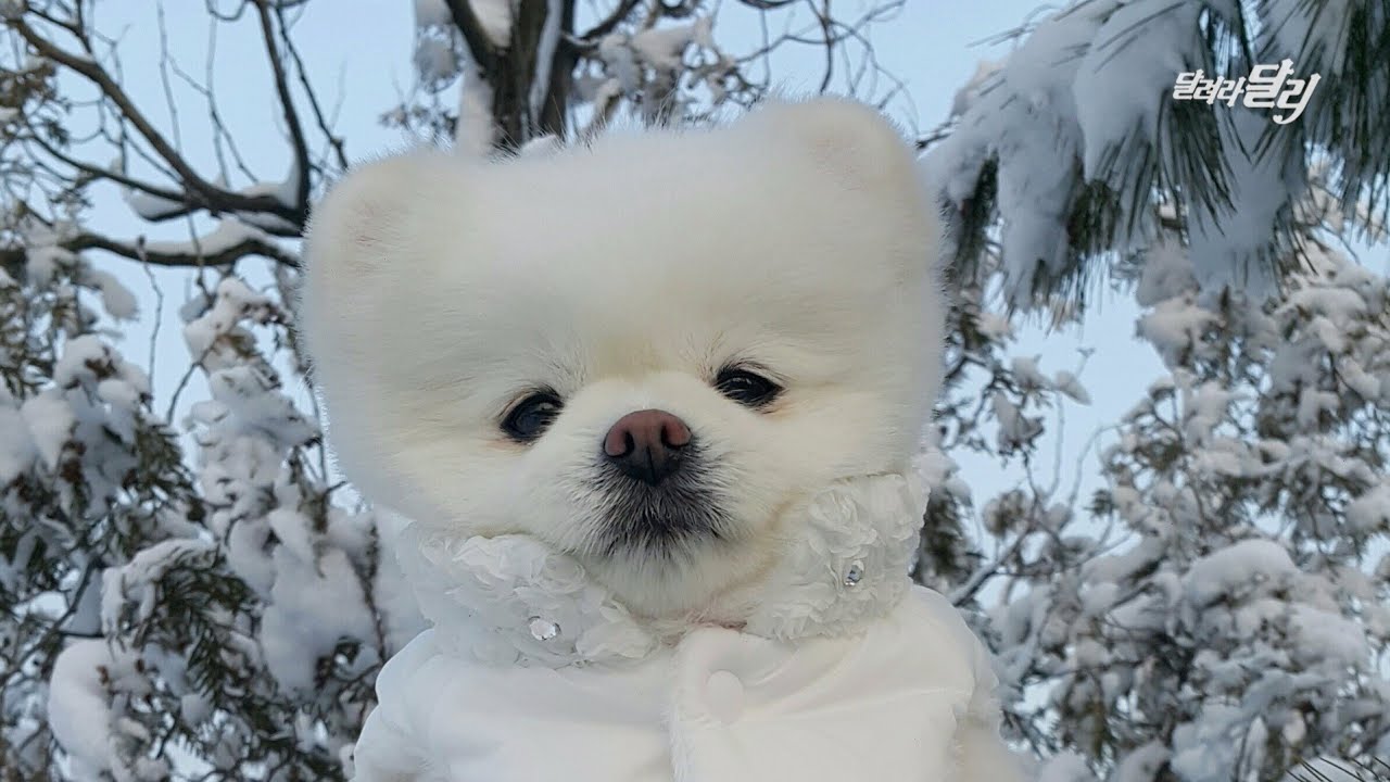 겨울철 산책로에서 이렇게 생긴 맹수를 발견하면 즉시 도망가세요!
