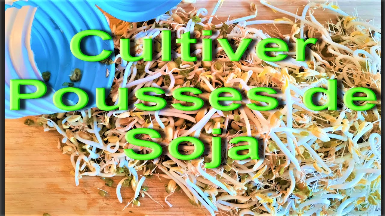 Cultiver pousses de soja avec une bouteille de lait vide,  Sprout beans made at home