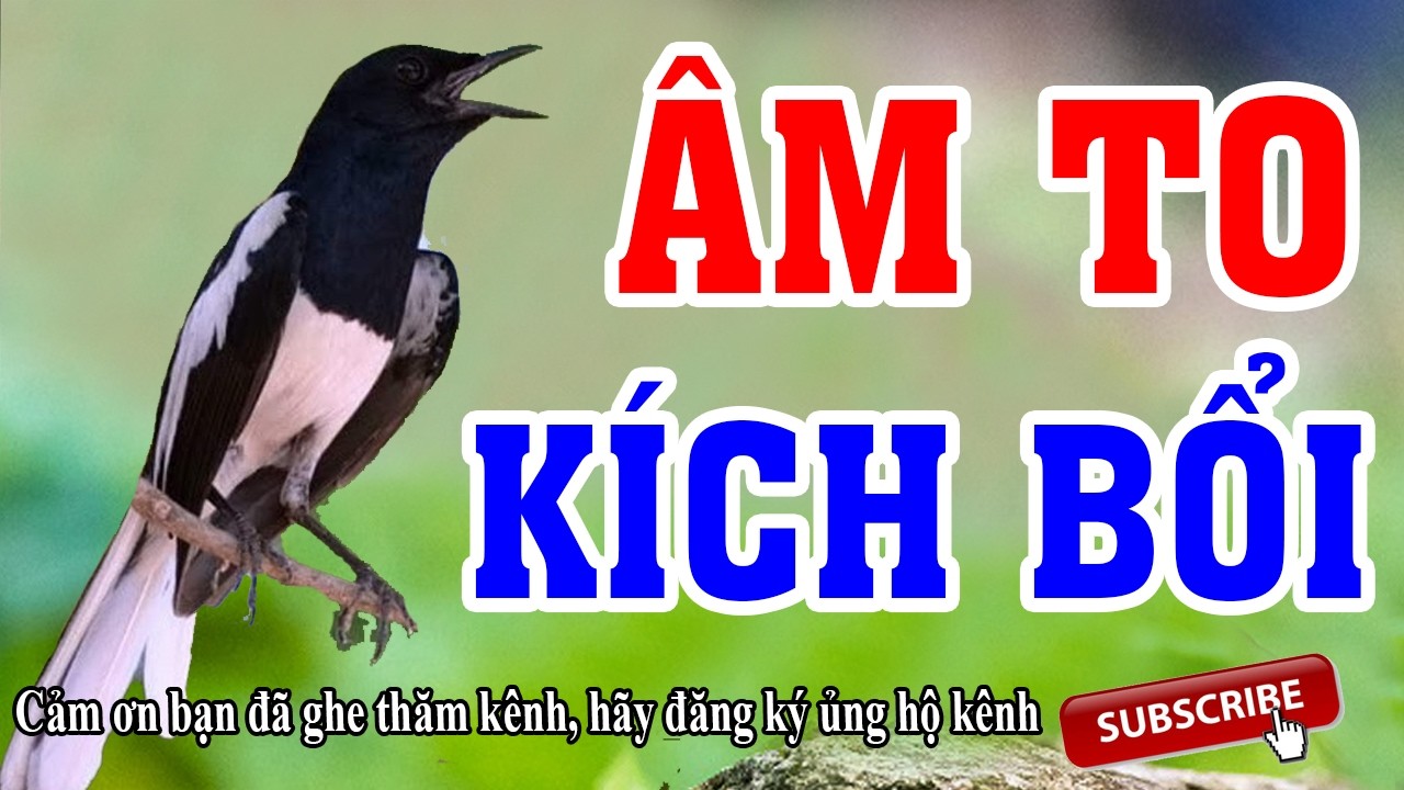 Tiếng Chòe Than Hót Hay Nhất – Mở Cho Chim Nghe Kích Hót Cực Mạnh