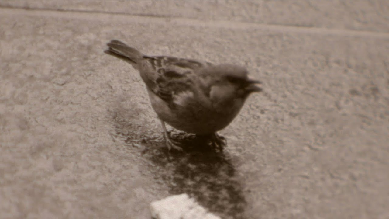 Unusual Birds