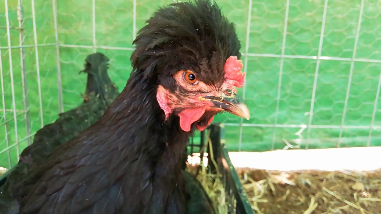 NACIERON LOS TONGOLELITOS 2 PARTE JAJAJA