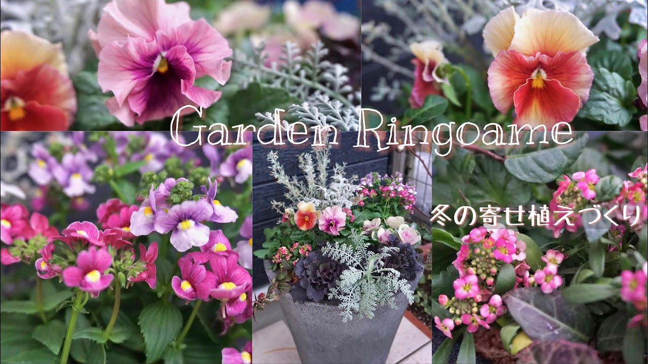 【ガーデニング】冬の寄せ植えづくり🌼【寄せ植え】