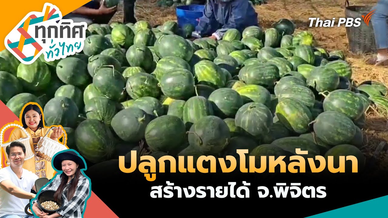 เกษตรกรปลูกแตงโมหลังนาสร้างรายได้ จ.พิจิตร | ทุกทิศทั่วไทย | 23 ม.ค. 69