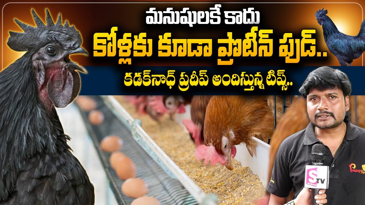 Kadaknath Poultry Farm Pradeep About Feeding To Hens | PRADEEP FARMS | @sumantvtelugulive