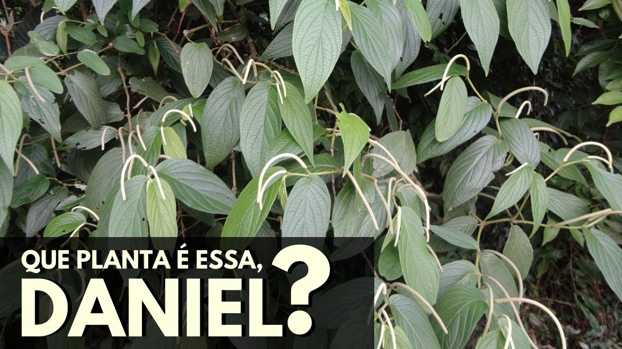 Que planta é essa, Daniel? PIMENTA-DE-MACACO