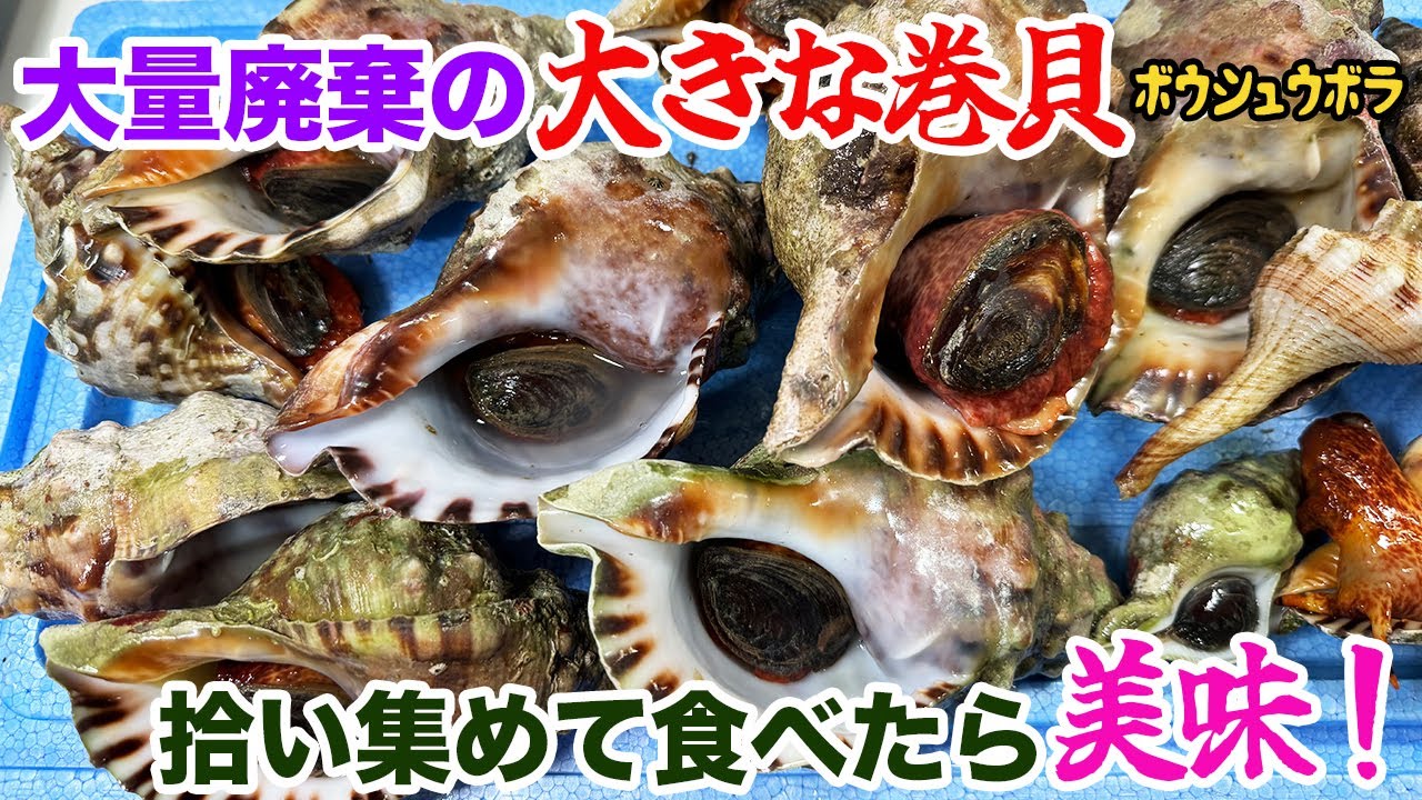 大量廃棄の大きな巻貝、拾い集めて食べたら美味！