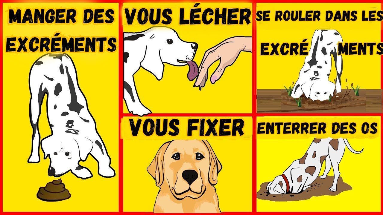 Ces 10 comportements étranges que vous ne comprenez PAS chez votre chien