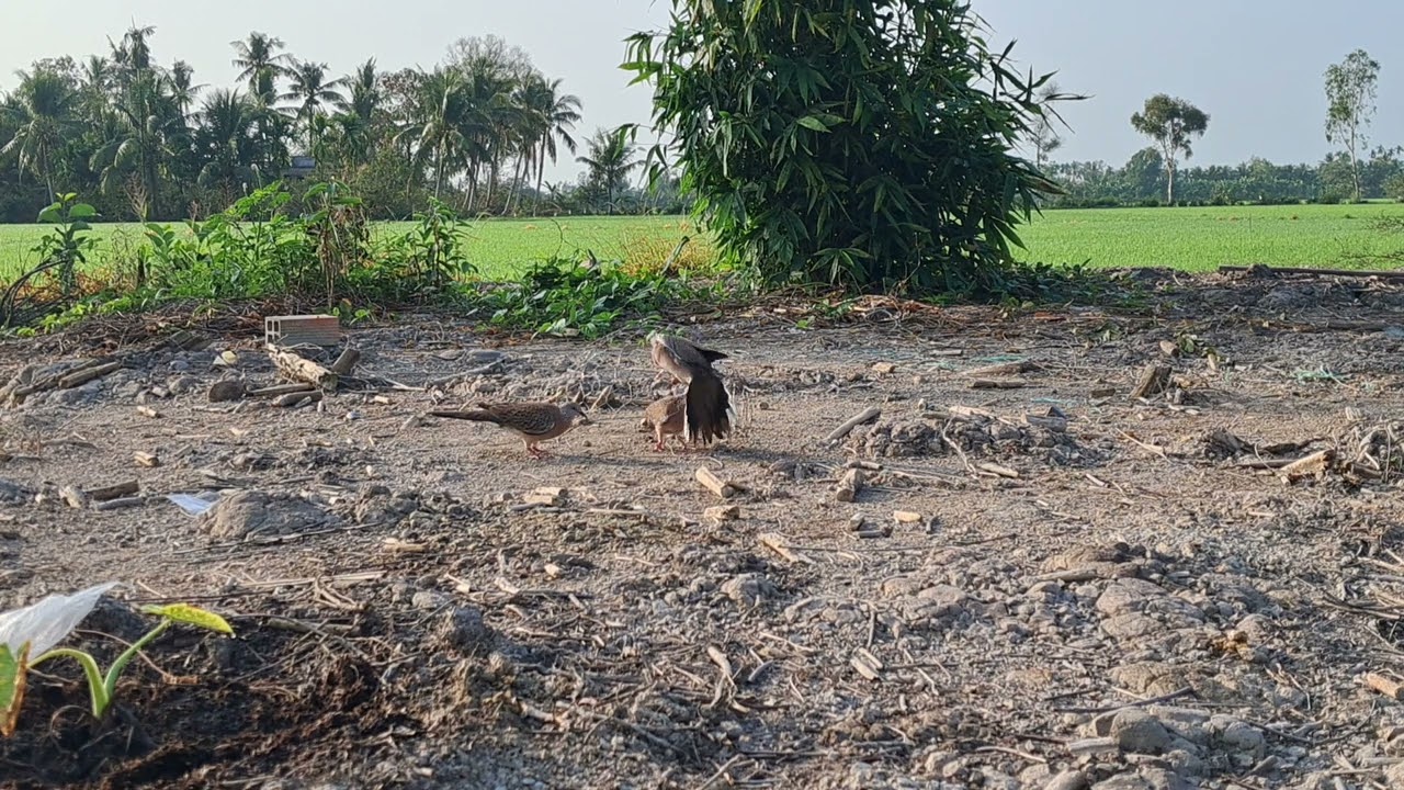 Phần 2 bổi đá bay con mồi ra ngoài luôn 🤣