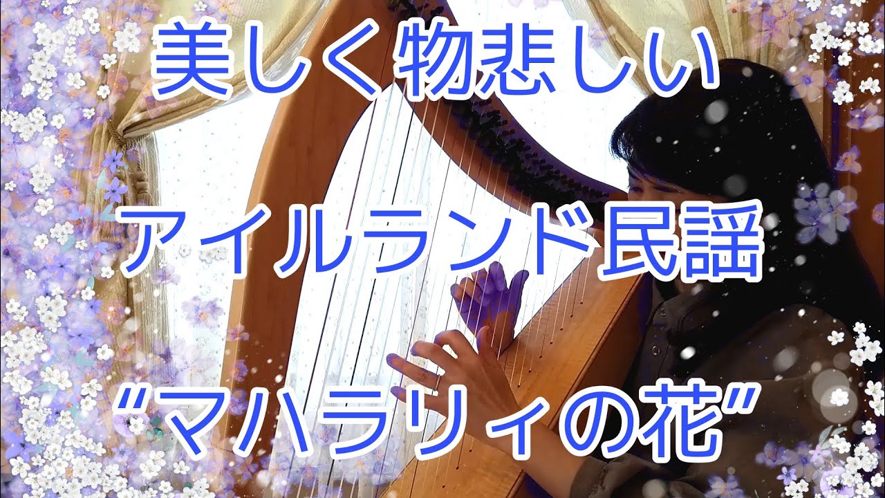 アイリッシュハープ　マハラリィの花(アイルランド民謡)　The Flower of Magherally
