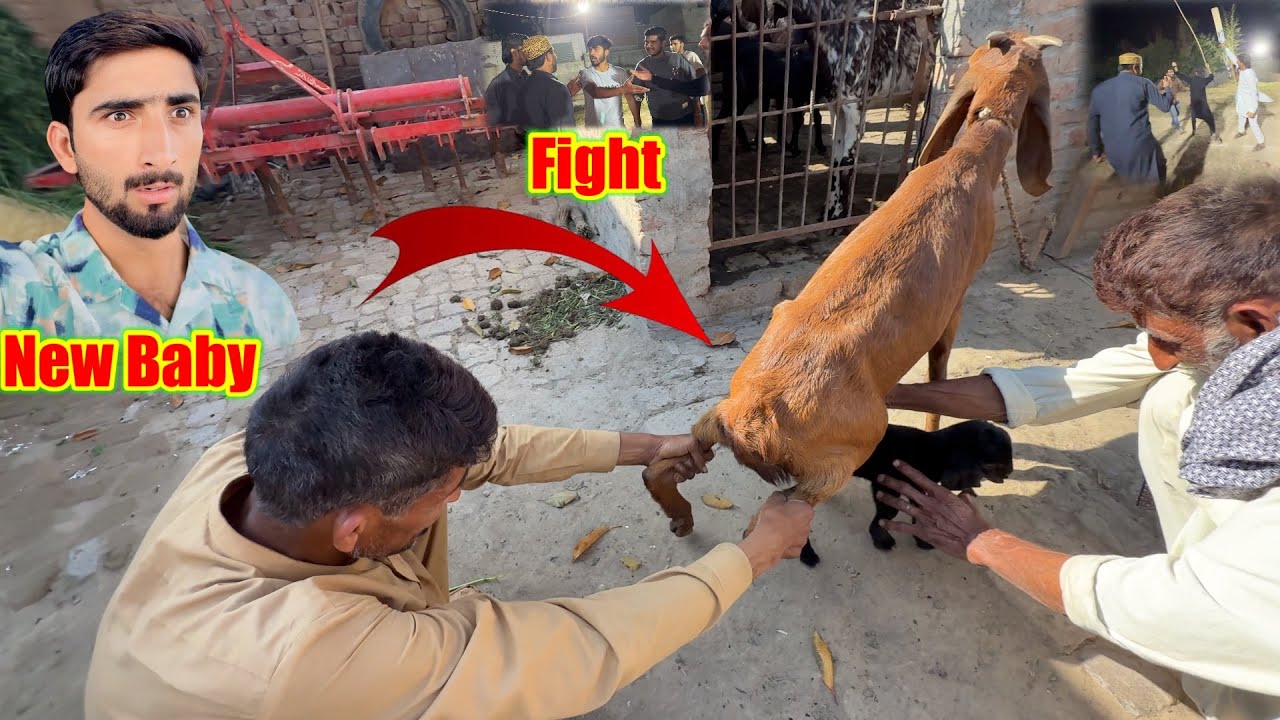 Goat born new baby ￼| Fight Ho Gai 😨Good News 