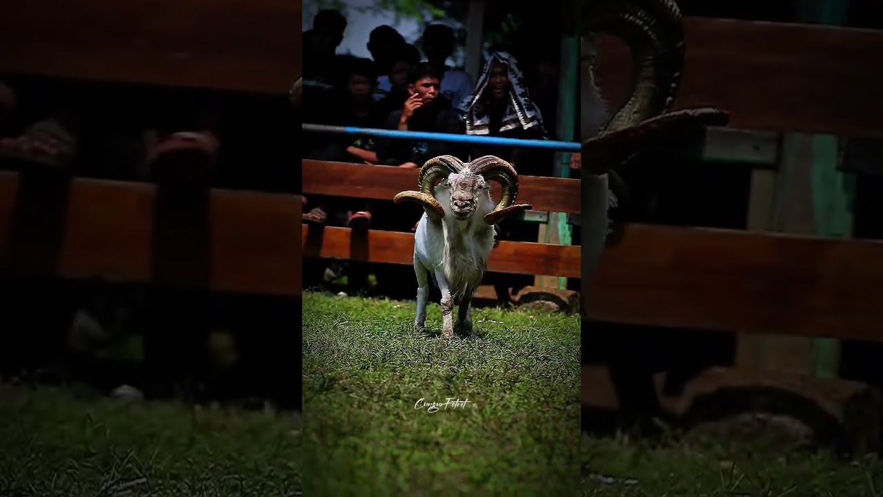 Berani kotor itu baik 🤘🏻   #dombasheep #dombakasep #domba #animals #dombagarut