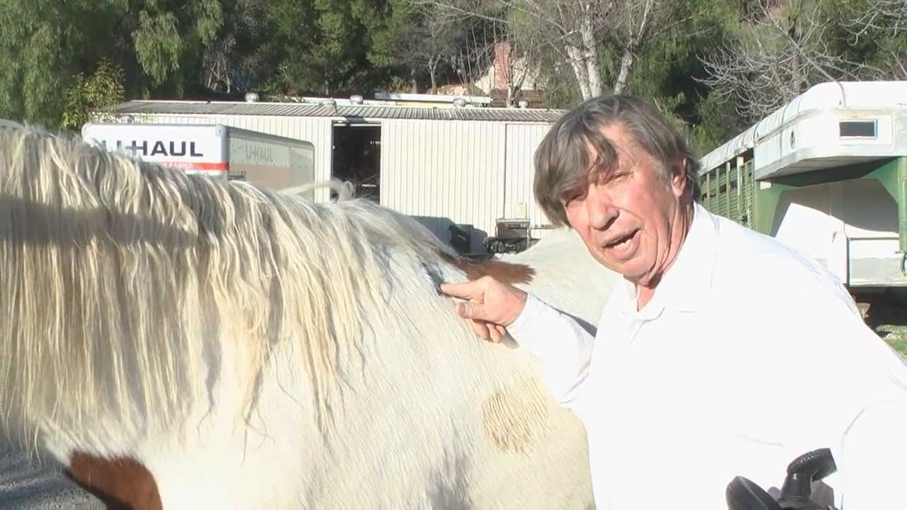 Breaking The Horse Scapula Myth by Colin Dangaard