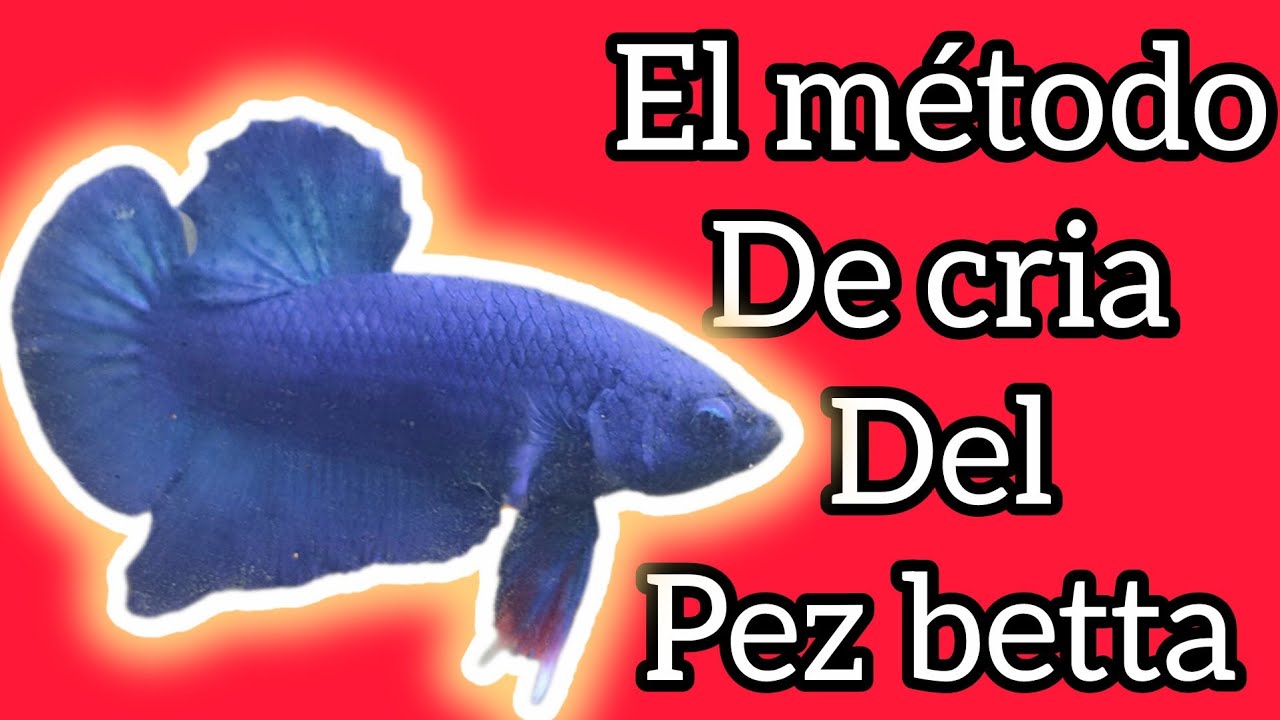 El EXITO NO ES SUERTE, ES EXPERIENCIA Bettaclub Argentina 2026