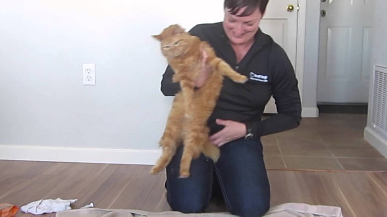 How To Give Liquid Medication To A Cat (The Not-so-nice Cat Version)