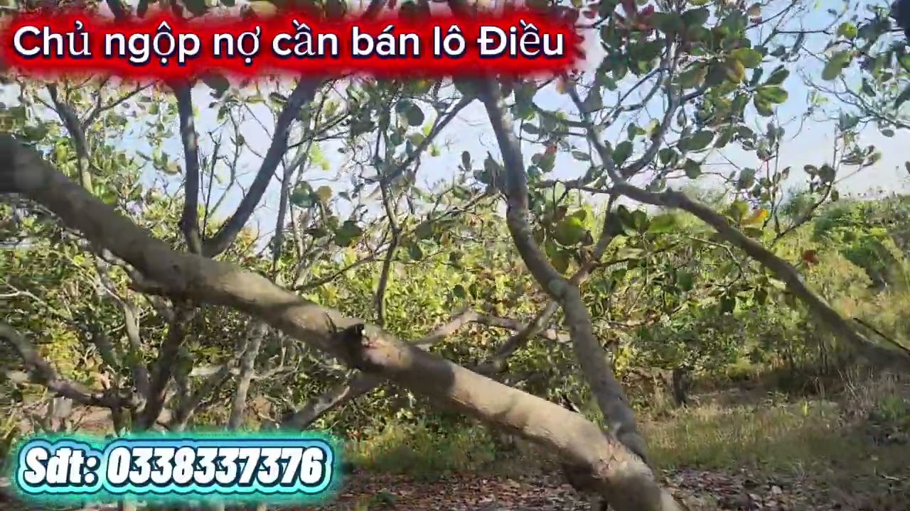 Da bán tháng 1, 2026