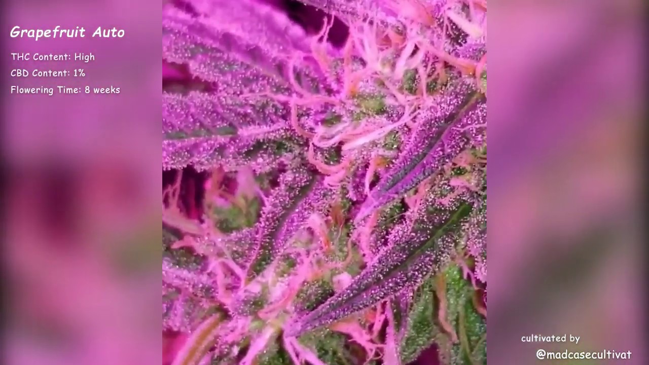Grapefruit Auto//Fast Buds Seeds//Grow Compilation