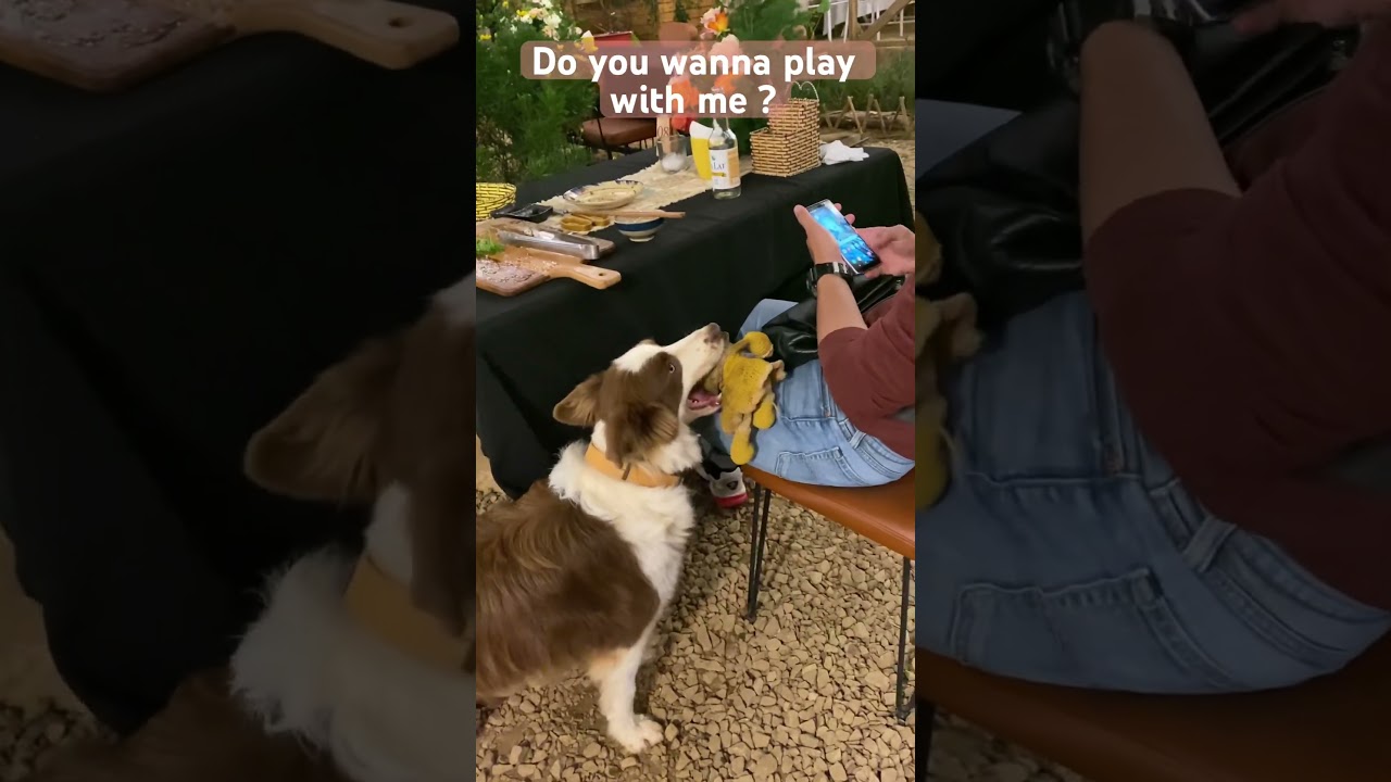 &ldquo;Nh&acirc;n vi&ecirc;n&rdquo; qu&aacute;n gạ kh&aacute;ch &ldquo;chơi&rdquo;-The Border Collie is the smartest dog breed #@NgaBuichannel