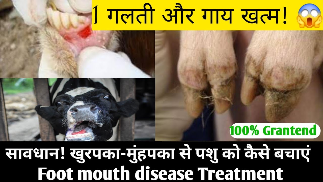Foot mouth disease।। (FMD) treatment।। FMD in cow ।। गाय के एफएमडी का का रामबाण ईलाज होमियोपैथिक।