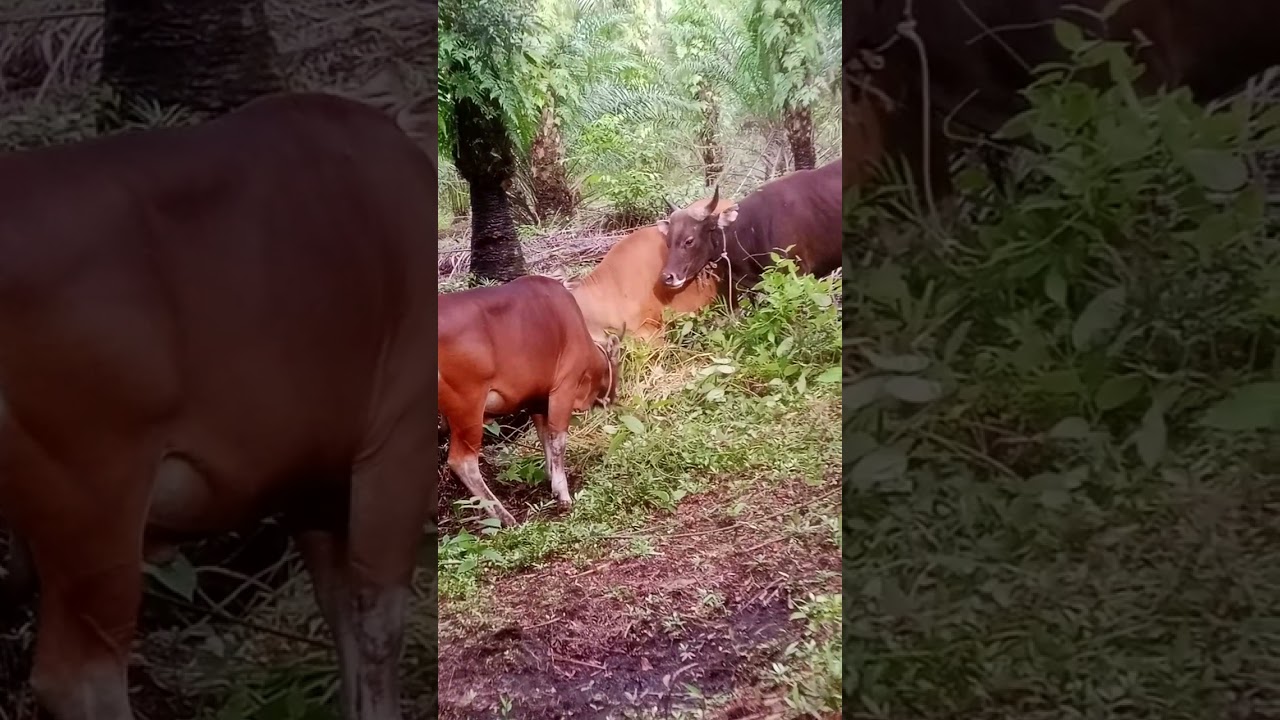 ###Mamantau sapi' birahi###