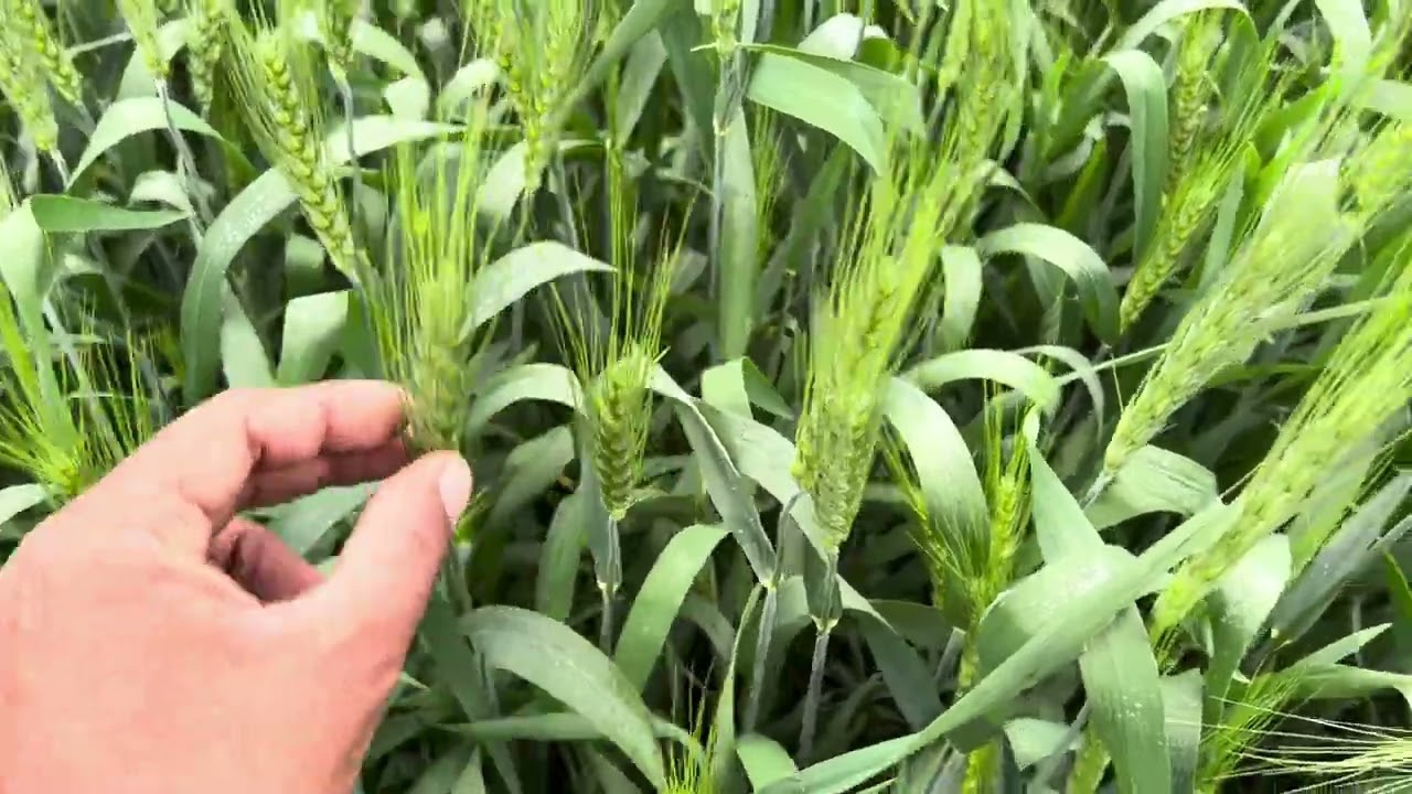 92 कुण्टल प्रति हेक्टेयर उत्पादन वाला गेहूँ MACS 6768 SAKS wheat full information gehu