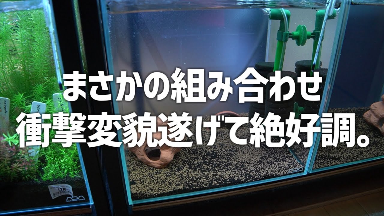 まさかのコンビが爆誕！？あの水槽が進化して帰ってきた。#536【アクアリウム】