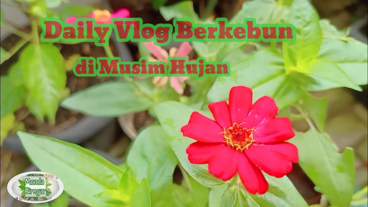 Apa Yang Bisa Dikerjakan Di Kebun Saat Musim Hujan?  Curi Waktu Saat Hujan Reda  #dailyvlog 