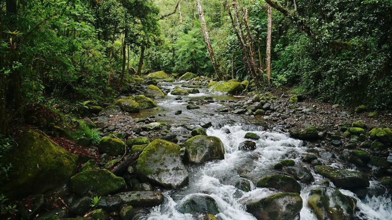 Gentle River Flow: The Ultimate Sleep Aid