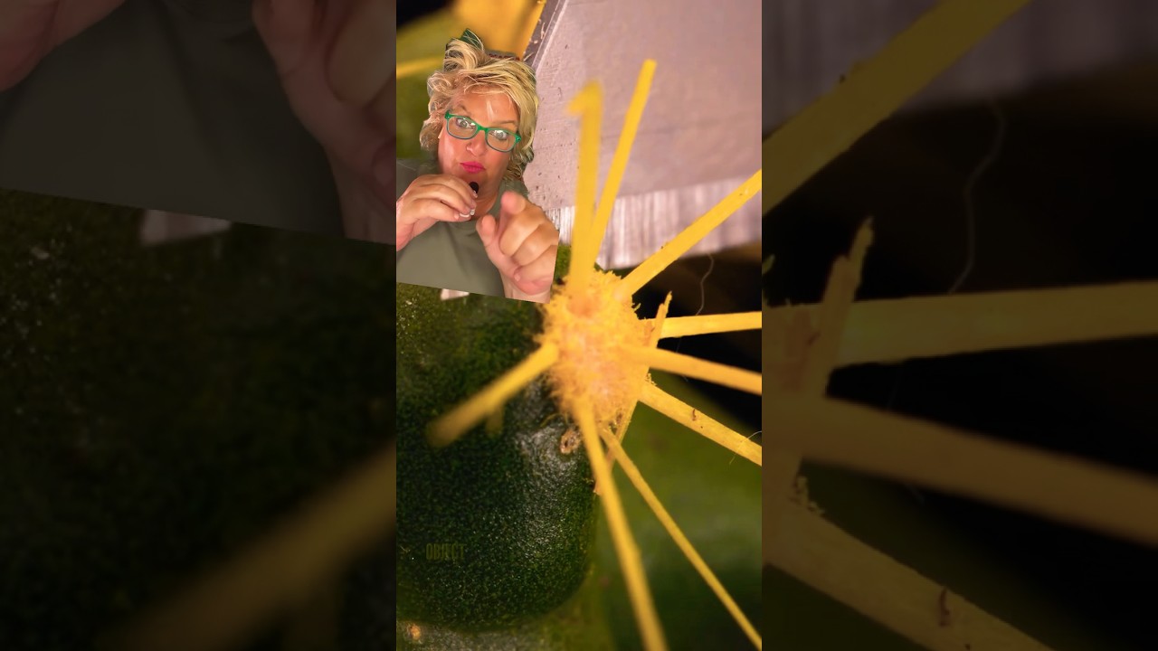 Slow Motion ASRM Cutting A Cactus #shorts #cactus #greenscreen #ouch