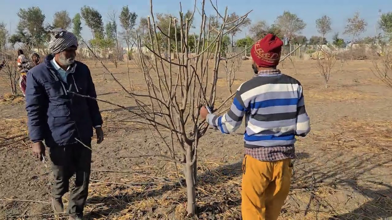Pear Plum in Fall season |Jan. 2026|