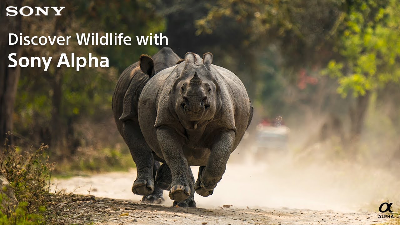 Discover Wildlife with Sony Alpha | The Film