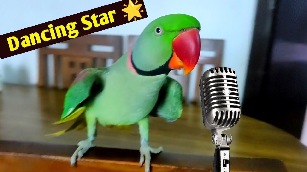 Pablo Parrot Hai 2024 ka Takling Danceing Star