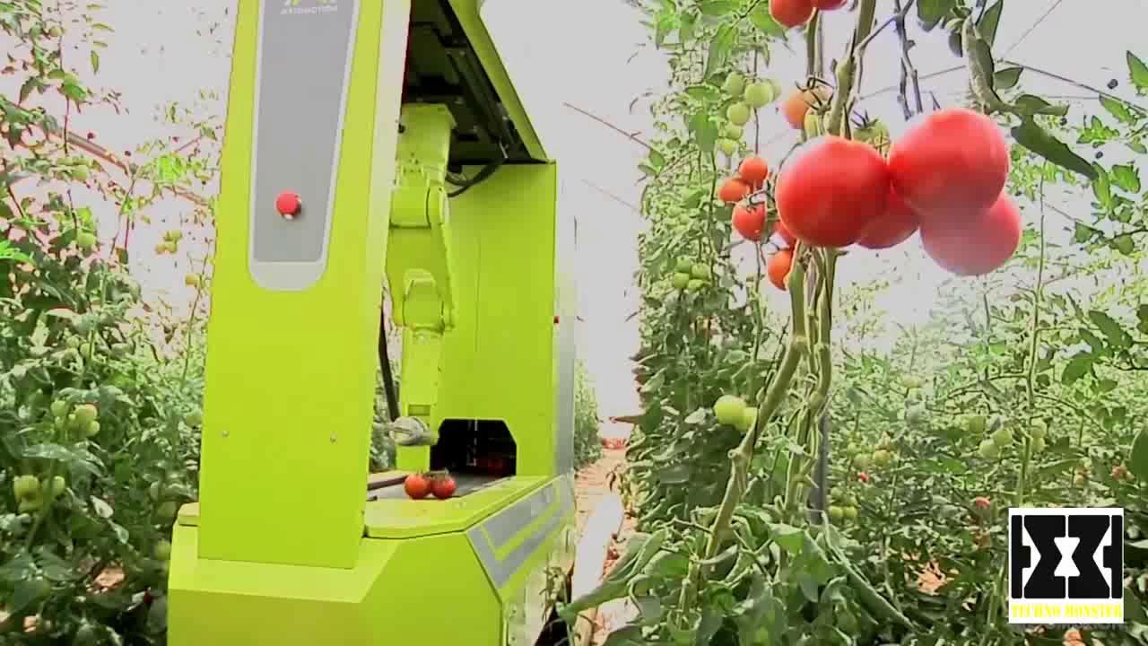 Robos Colhendo Tomate - Agricultura de Precis&atilde;o