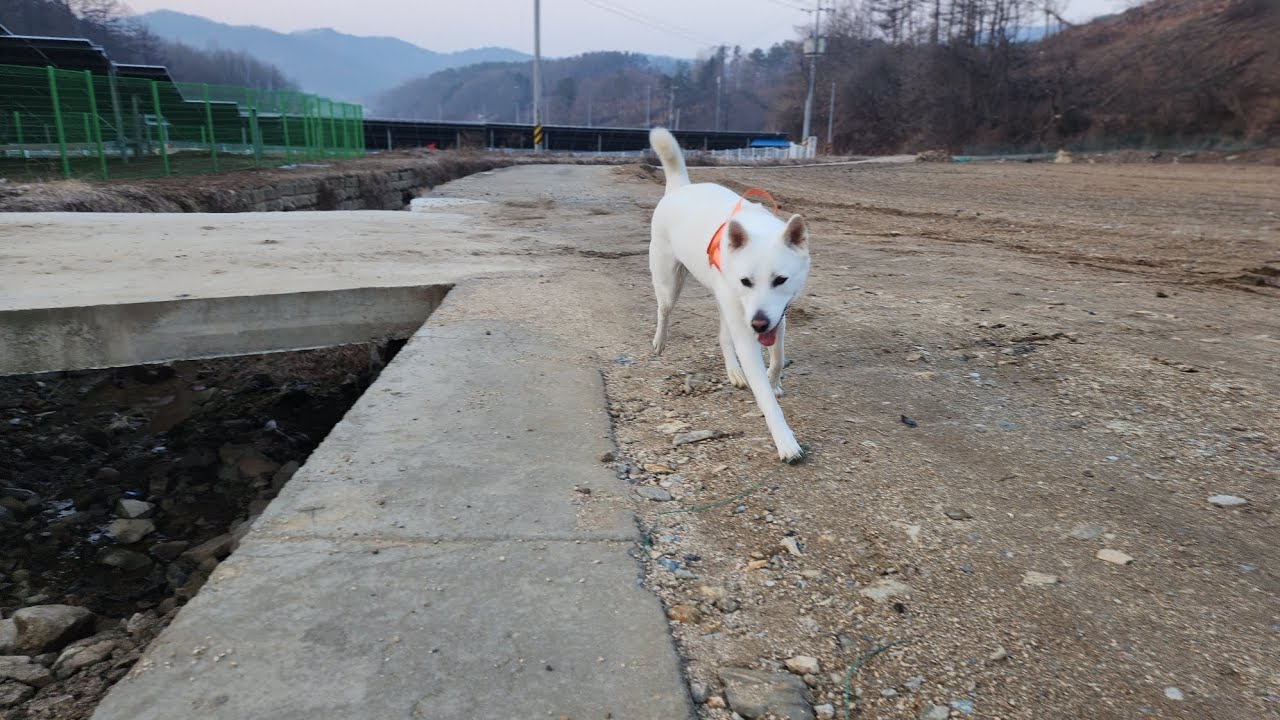두부(진도개)의 517일차 아침산책 
