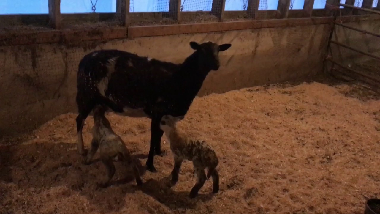 First time 🐑 mom || rejected babies || lambing season
