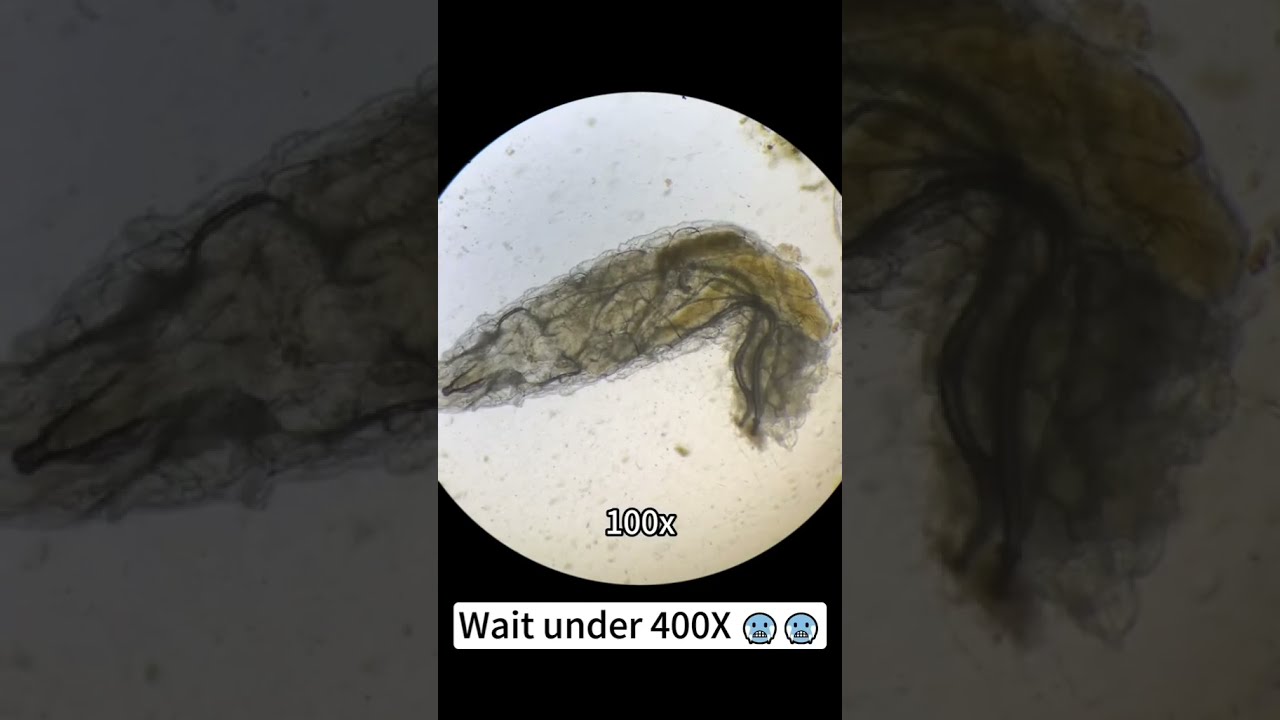What&rsquo;s Inside Nail Dust? A Close-Up Look Through the Microscope #naildust #dust #explore microscope