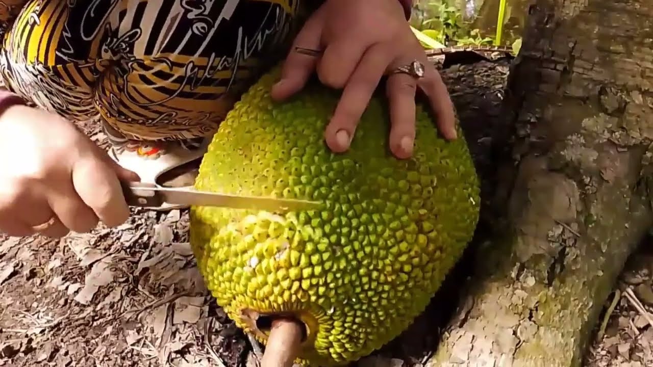 ra vườn cắt mít