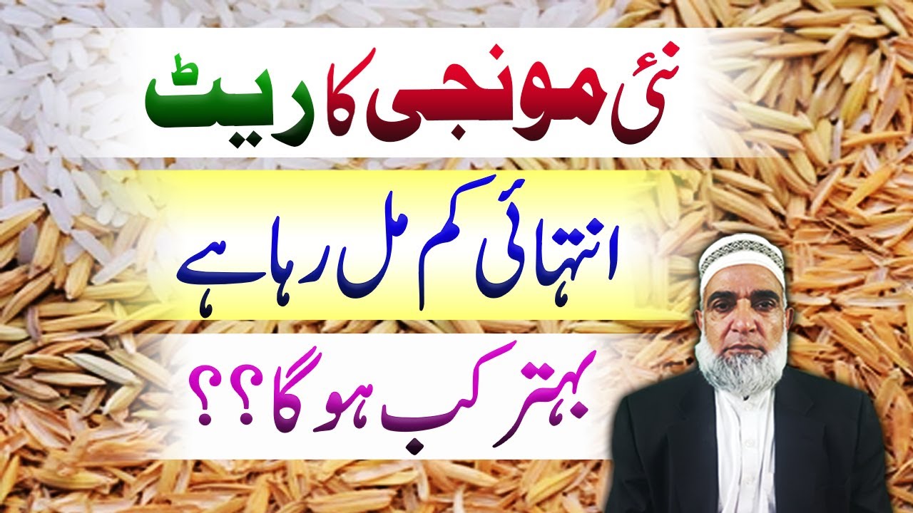 Why the Rate of Rice fallen down and when it will rise || Crop Reforemr