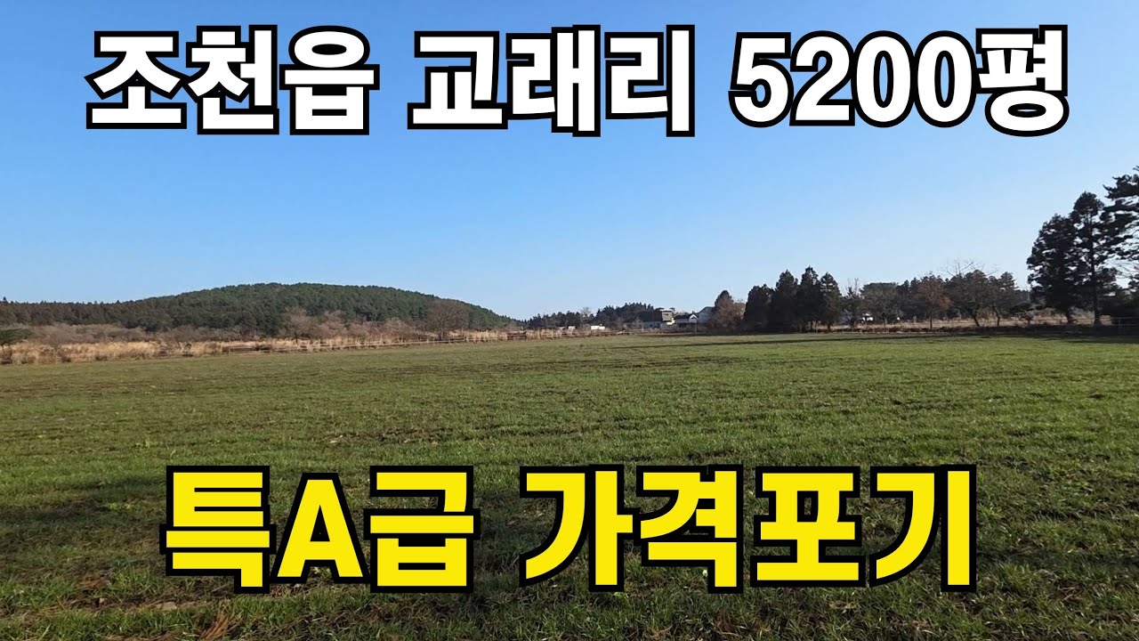 제주시 조천읍 교래리 마을안 5200평 010 4436 0401 #제주도 부동산 토지 매매 #급매물