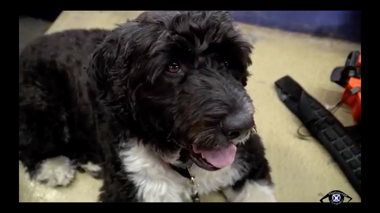 Portuguese Water Dog, Competition, AGILITY, Olympic Stadium