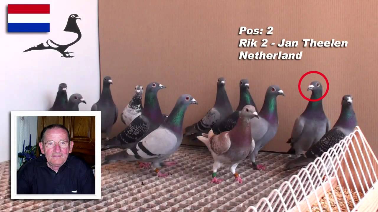10 Minutes with 12 Wonderful PIGEONS - Arona-TENERIFE 2010 Winners