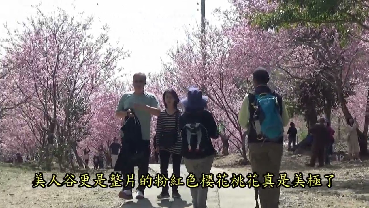 2026 02 22 23 草嶺石壁櫻花季二日之旅影片