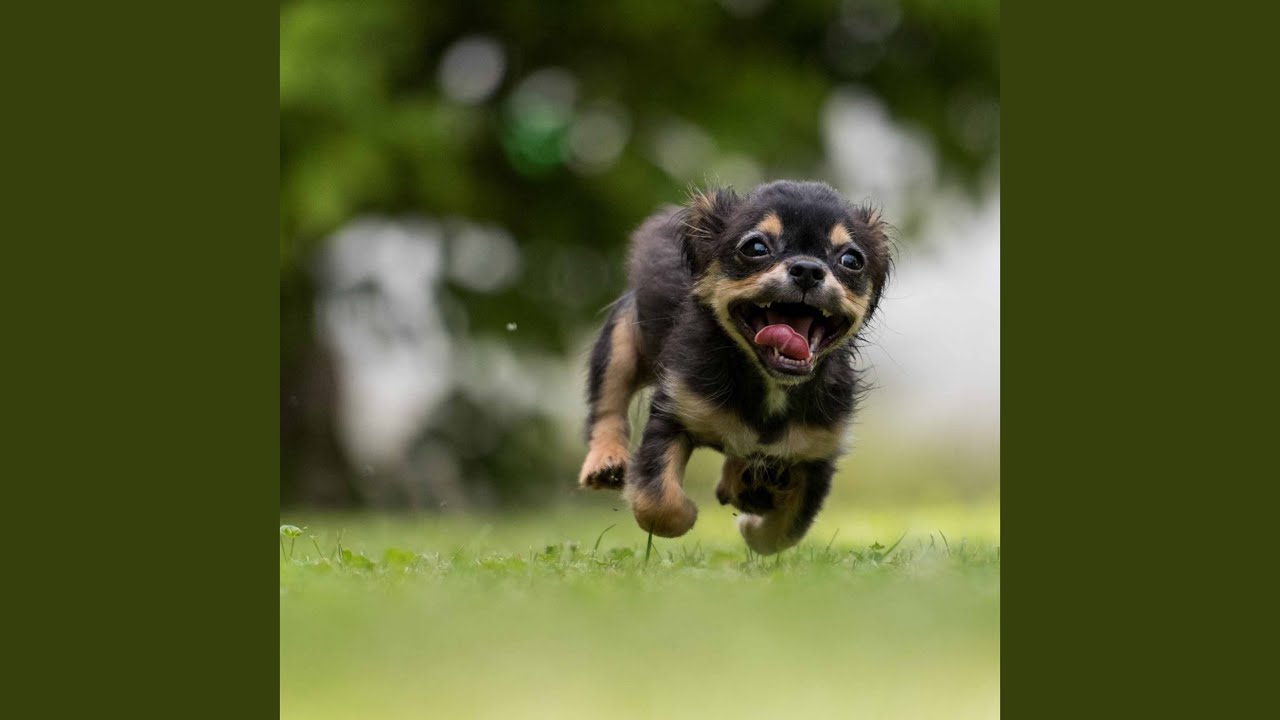 Amazing Jazz Waltz - Vibe for Roaming Puppy
