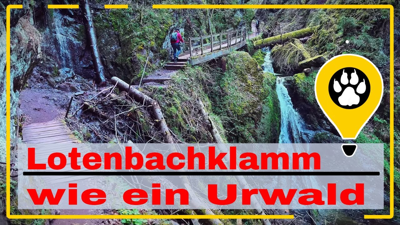 wirkt wie ein Urwald, die Lotenbachklamm im Naturschutzgebiet der Wutach