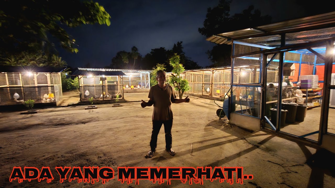 ✅️ LAWAT KEBUN RIANG WAKTU MALAM. INI TERNAKAN ATOK ADA SEKARANG