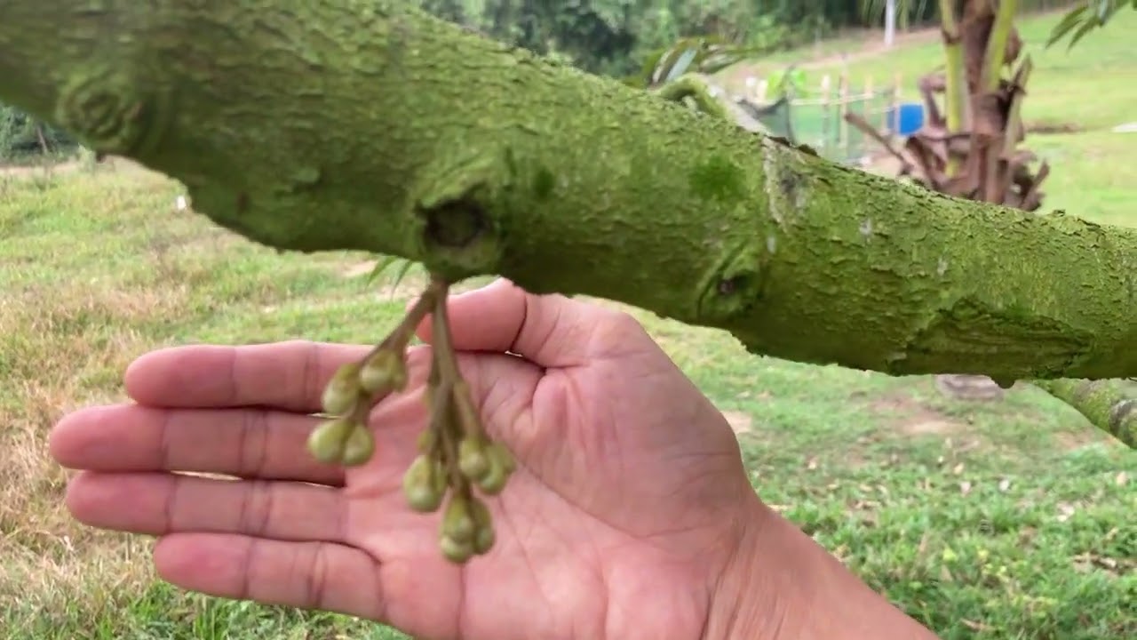 Potong Buruk Baby Cempedak/Nangka