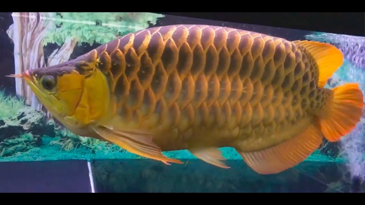 Best Top 5 Enormous Arowana Fish | Super Fat Sumo Arowanas - Huge Dragon Fish