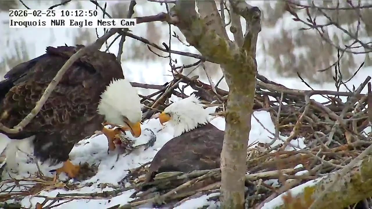 INWR - fish switcheroo