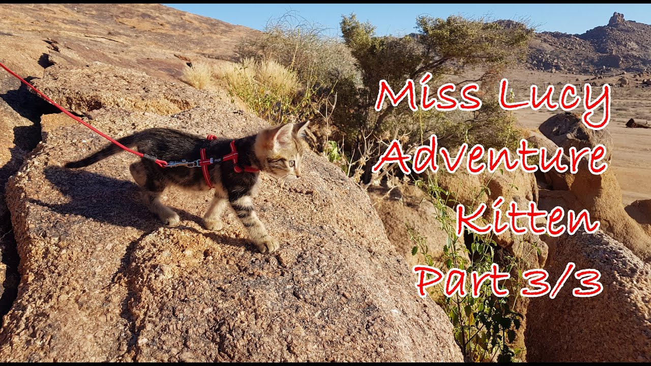 Miss Lucy Adventure Cat: The Beginning, Part 3/3 - Into the Richtersveld, South Africa, cute kitten.