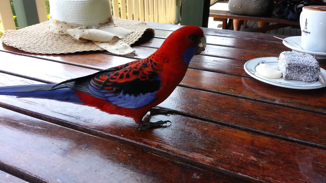 Rosella Sittich